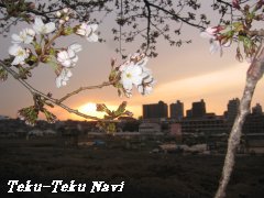 夕暮れの朝霞台と桜