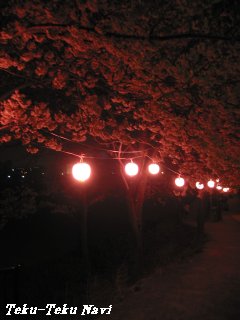 朝霞台の夜桜