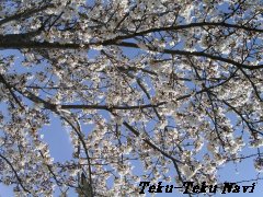 朝霞台の桜