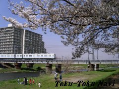 東武東上線と桜